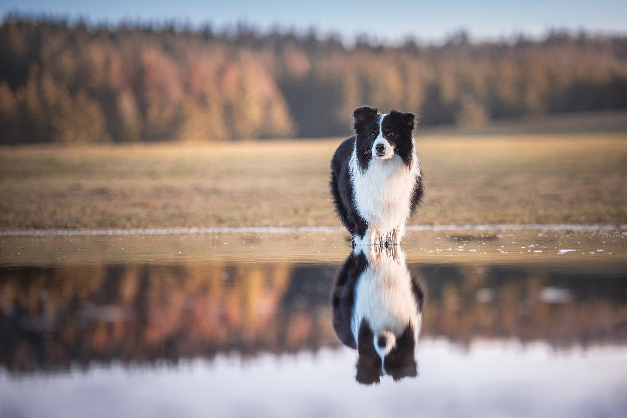 Border Collie spiegelt sich im Wasser