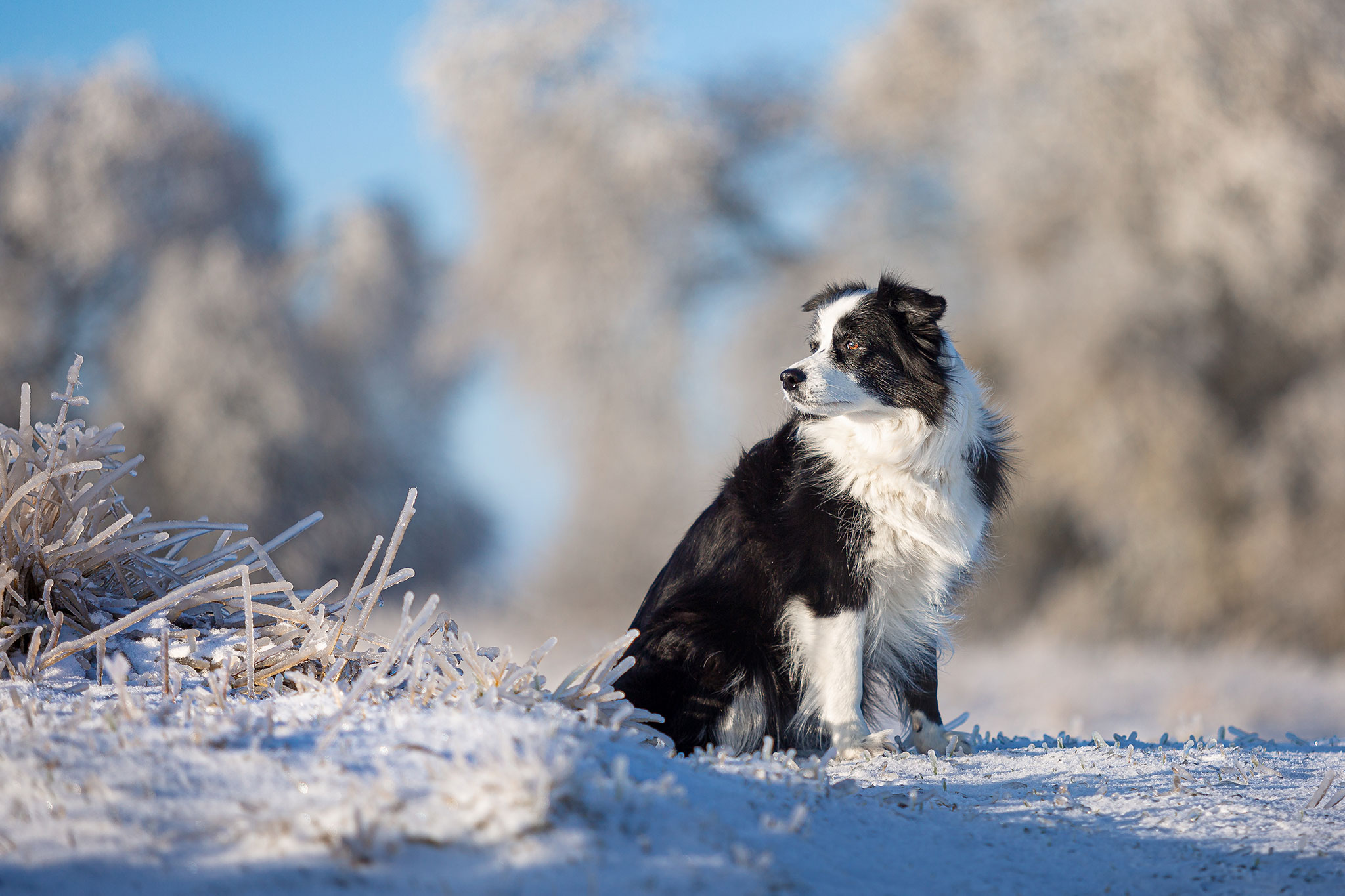 Border Collie Hündin im Frost nach dem Eisregen im Februar 2021