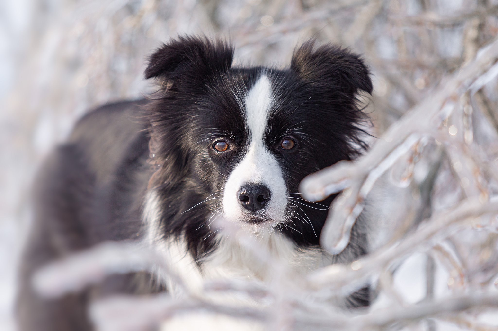 Border Collie Hündin, Portrait