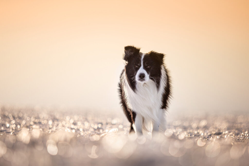 Border Collie auf gefrorenem Feld im Sonnenaufgang