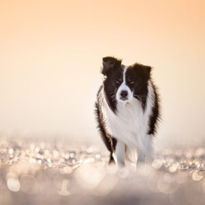 Border Collie auf gefrorenem Feld im Sonnenaufgang