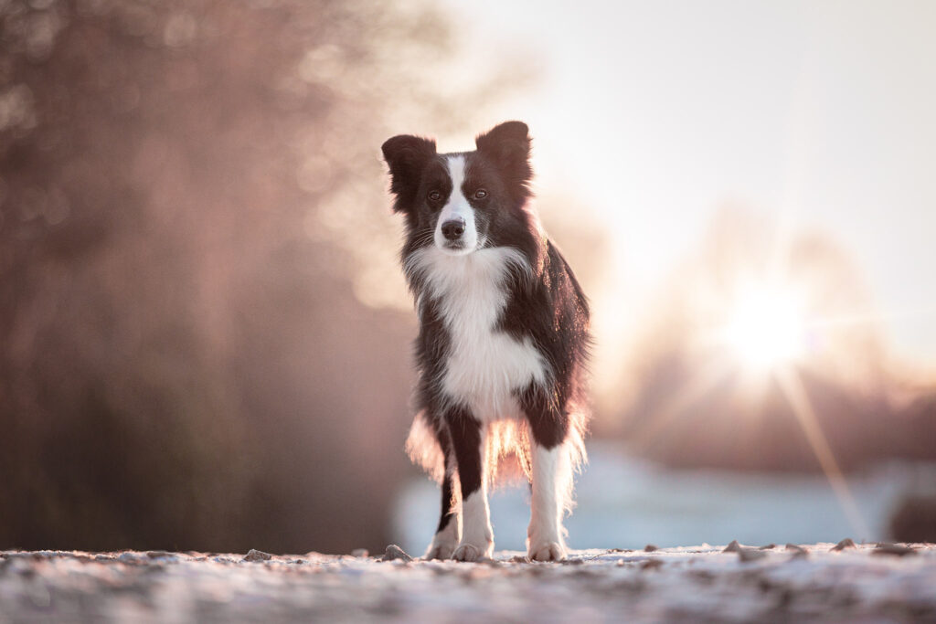 Border Collie Hündin, Broadmeadows Border Collies