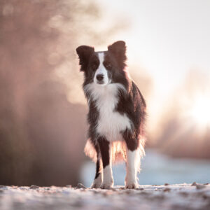 Border Collie Hündin, Broadmeadows Border Collies