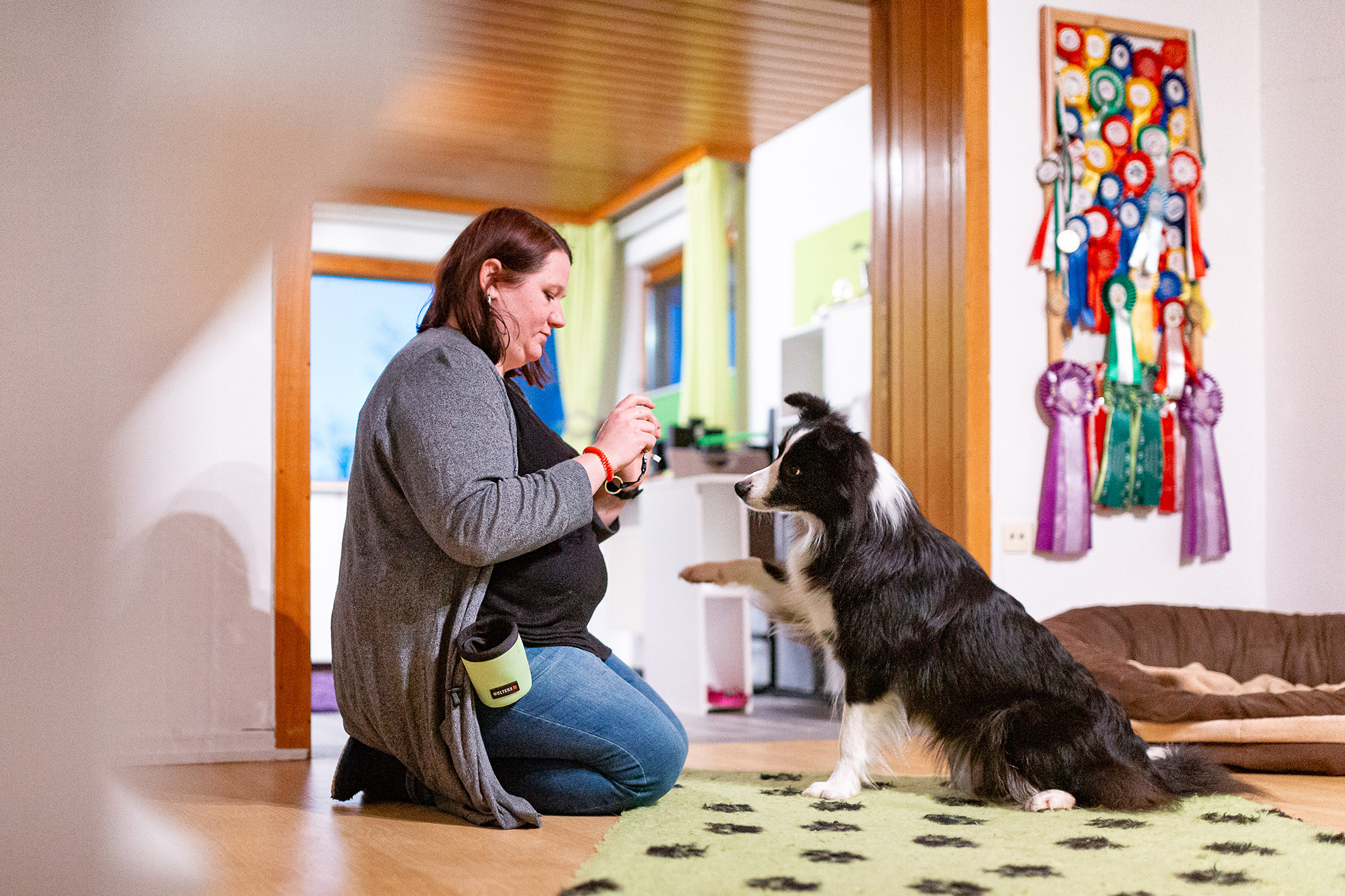 Border Collie Hündin, Broadmeadows Border Collies