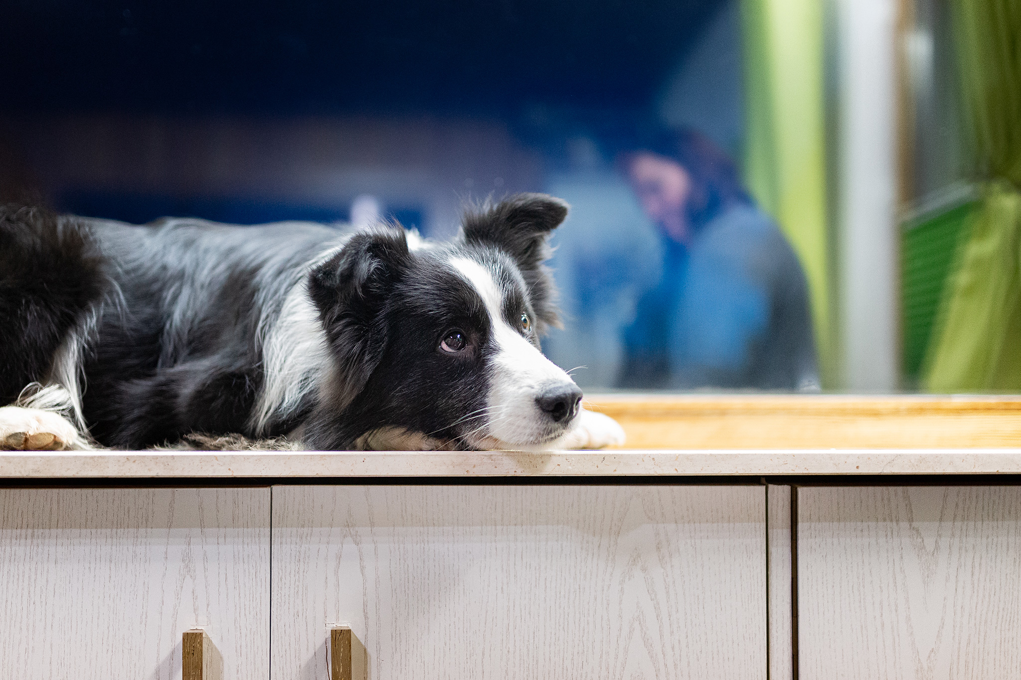 Border Collie Hündin, Broadmeadows Border Collies