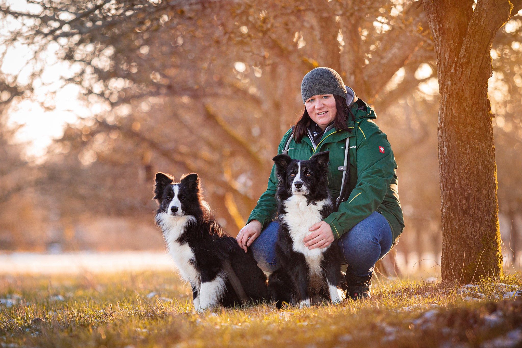 Border Collie Hündin, Broadmeadows Border Collies