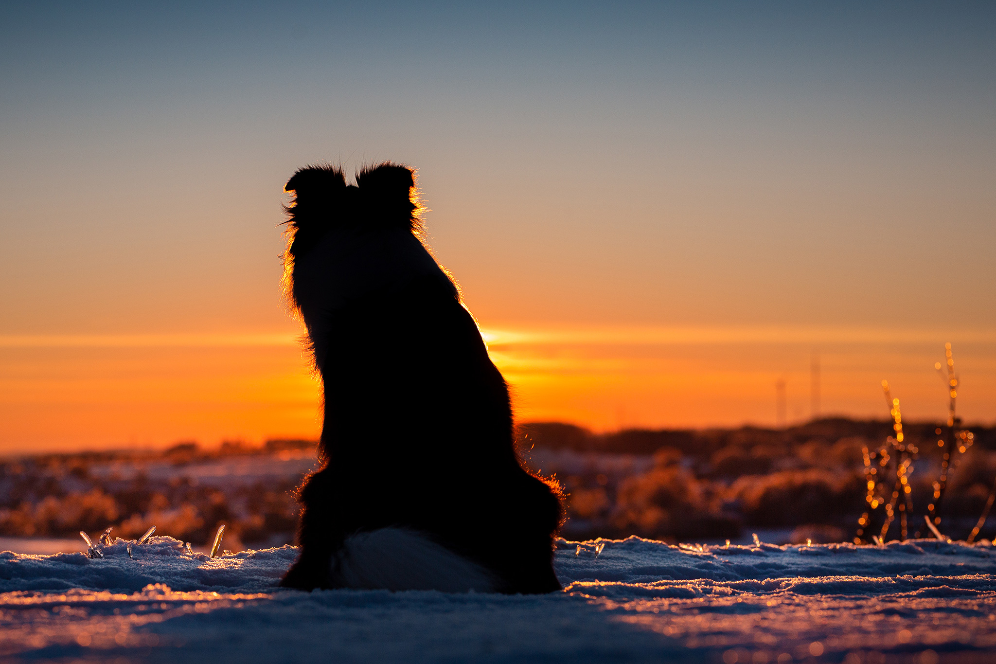 Border Collie Hündin, Schattenriss, im Sonnenuntergang