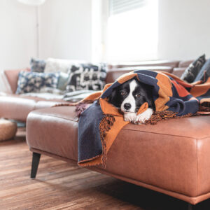 Border Collie Hündin auf dem Sofa