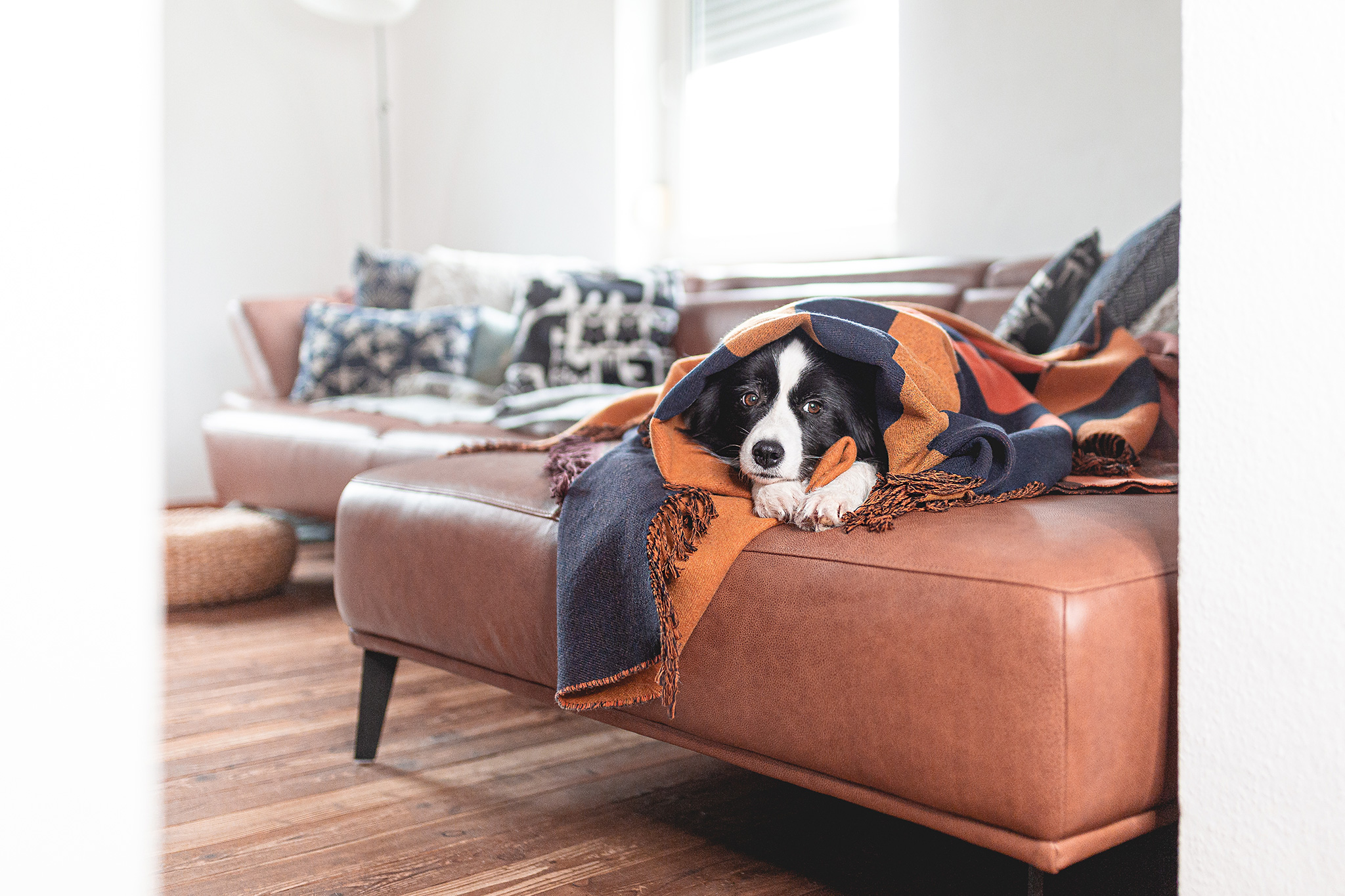 Border Collie Hündin auf dem Sofa