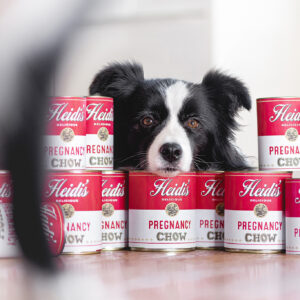 Border Collie Hündin mit Campbells Suppendosen a la Andy Warhol