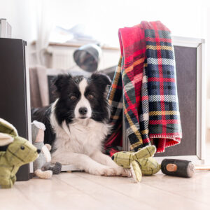 Border Collie Hündin in der Wurfkiste