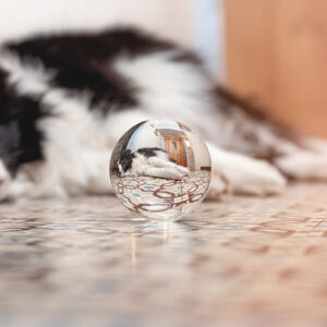 Lensball, Glaskugelfotografie, Border Collie