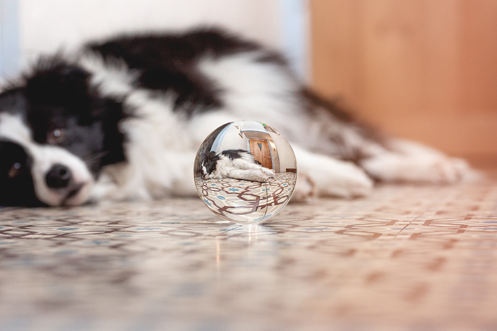 Lensball, Glaskugelfotografie, Border Collie