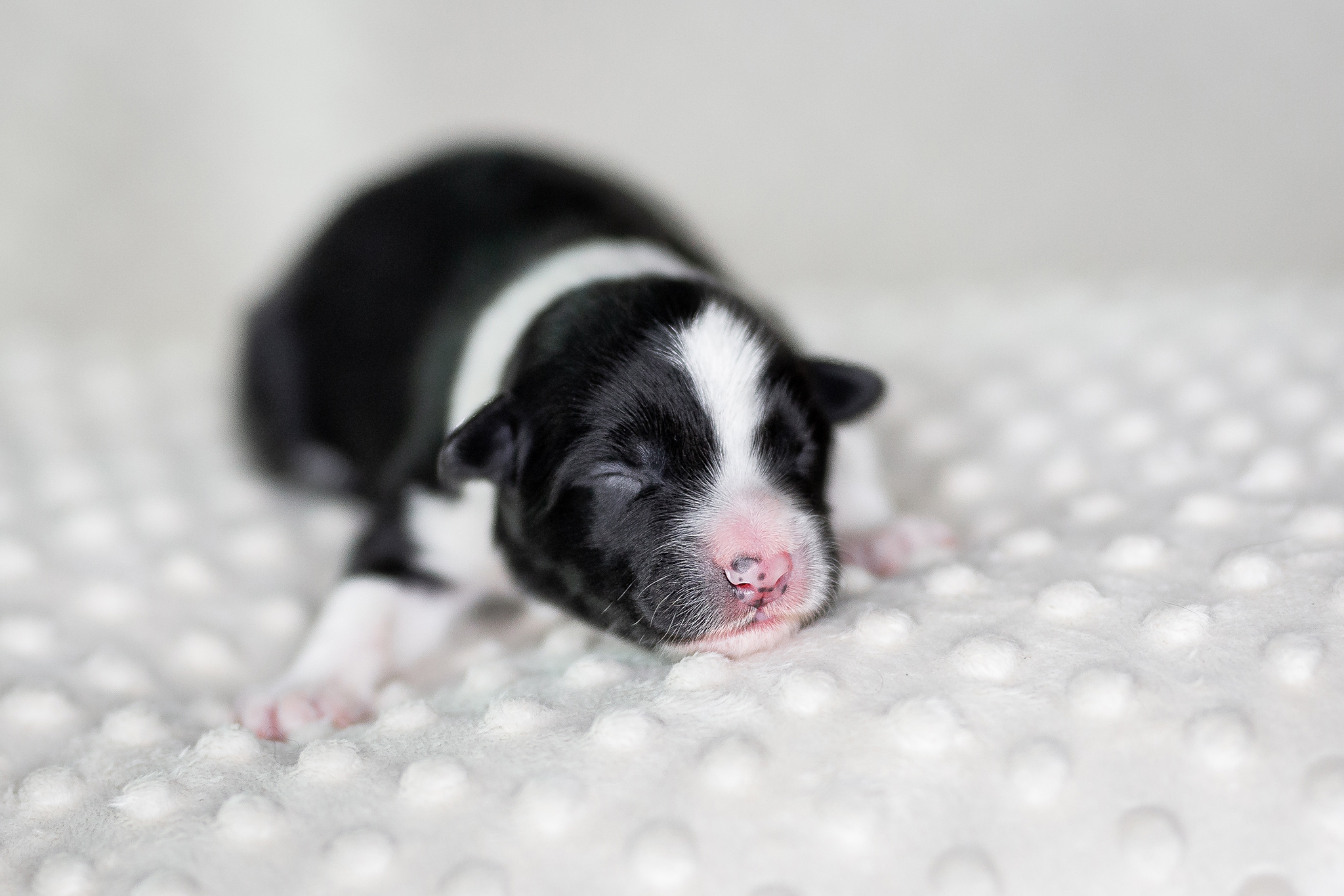 Neugeborener Border Collie Welpe