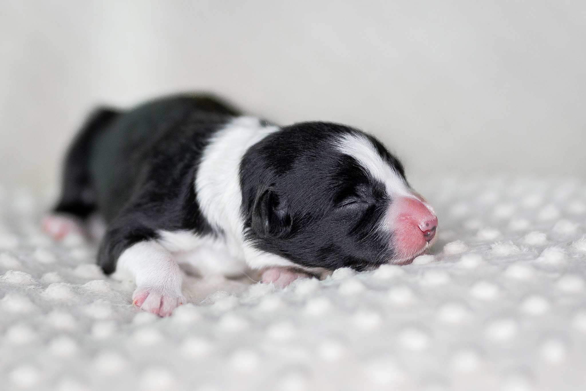 Neugeborener Border Collie Welpe