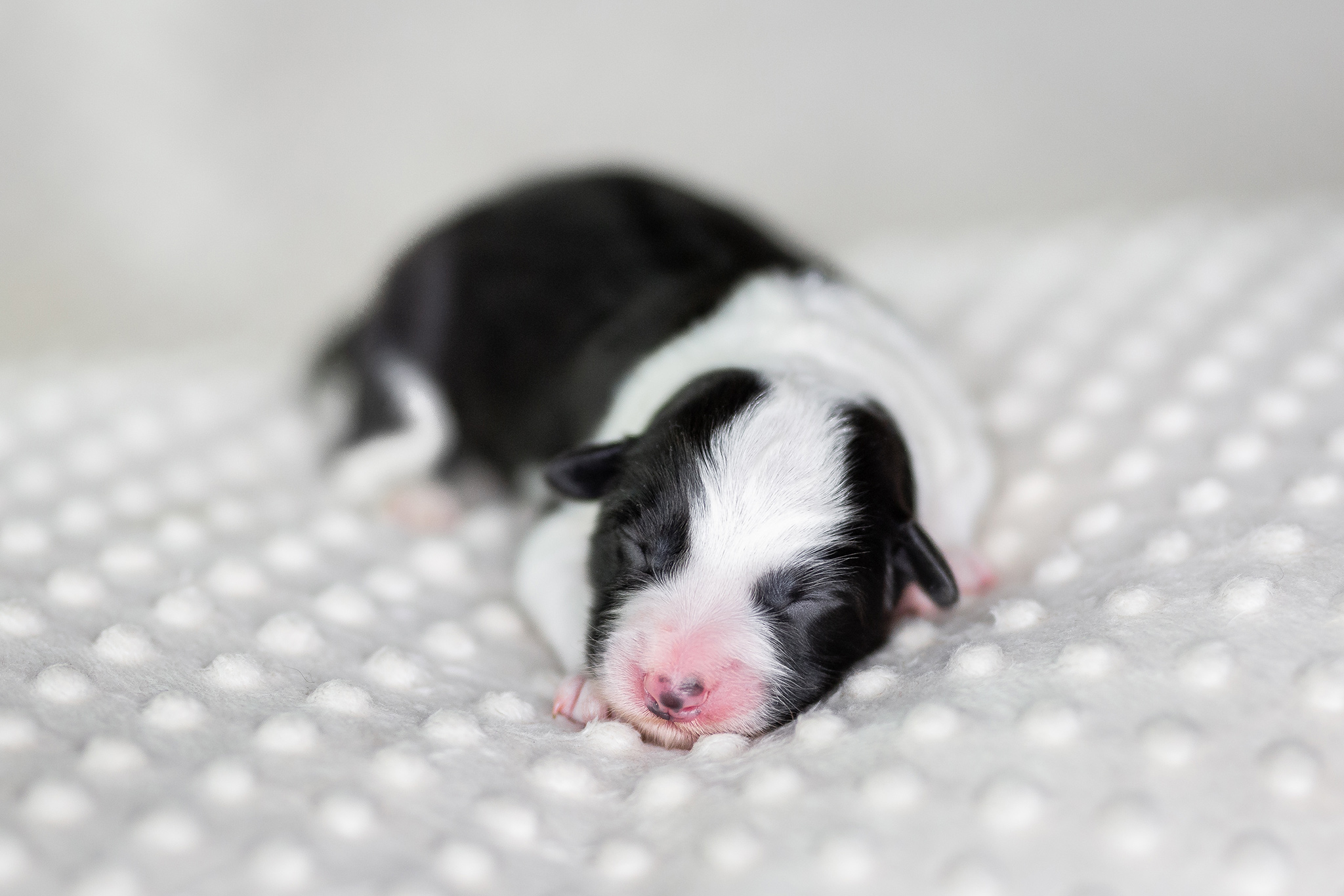 Neugeborener Border Collie Welpe