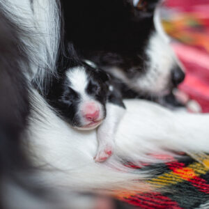 Border Collie Welpe, einen Tag alt