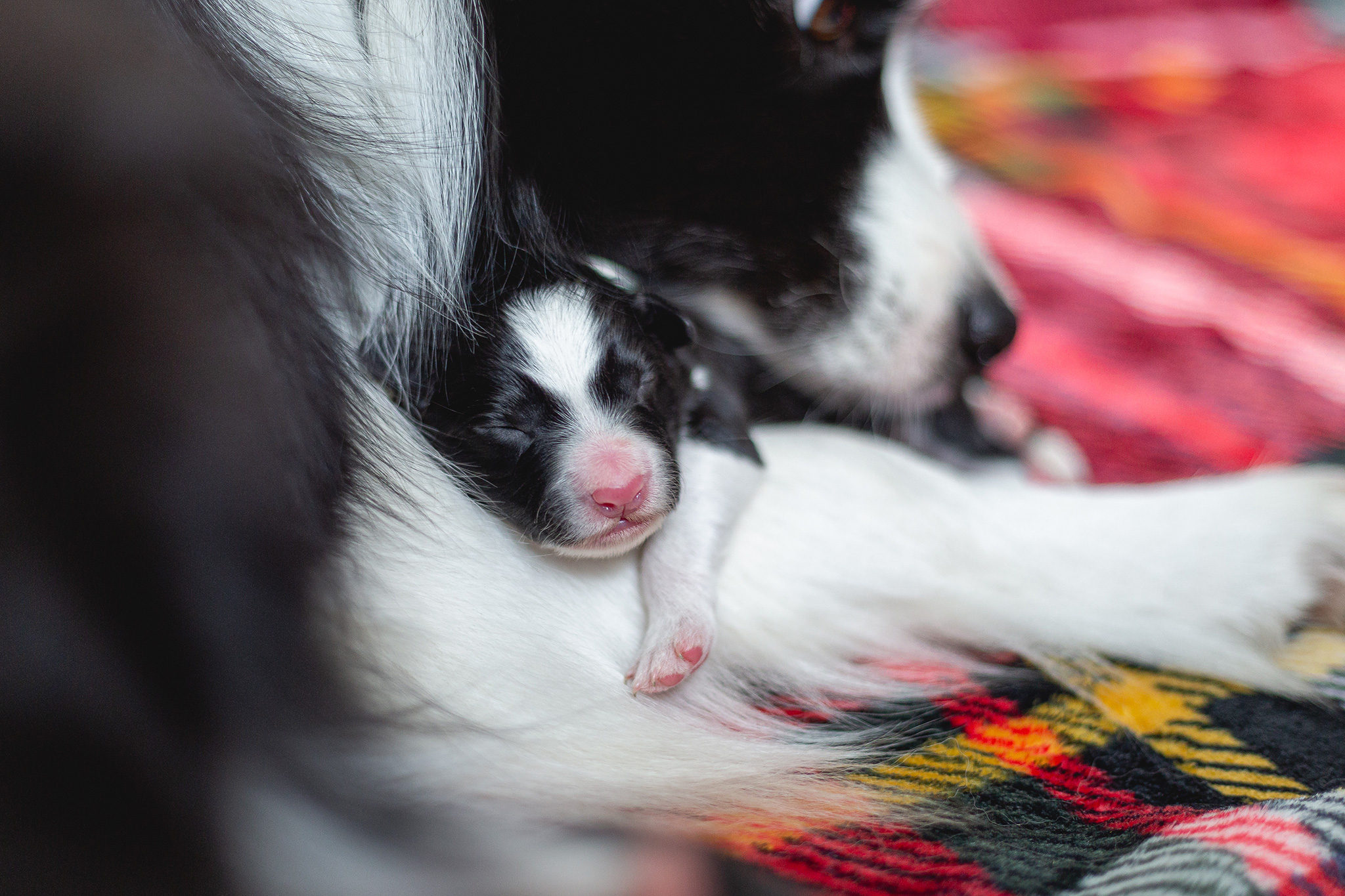 Border Collie Welpe, einen Tag alt