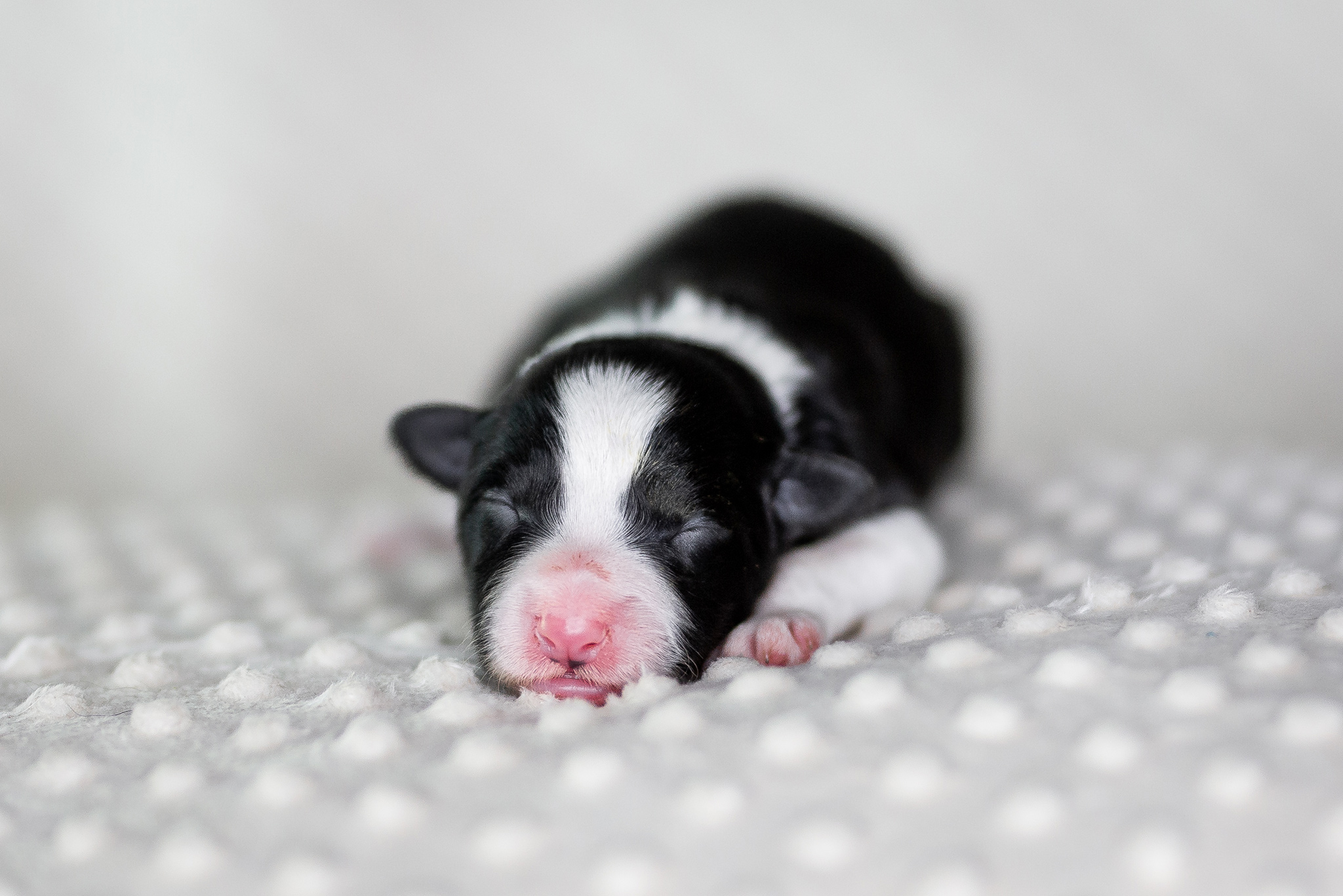 Neugeborener Border Collie Welpe