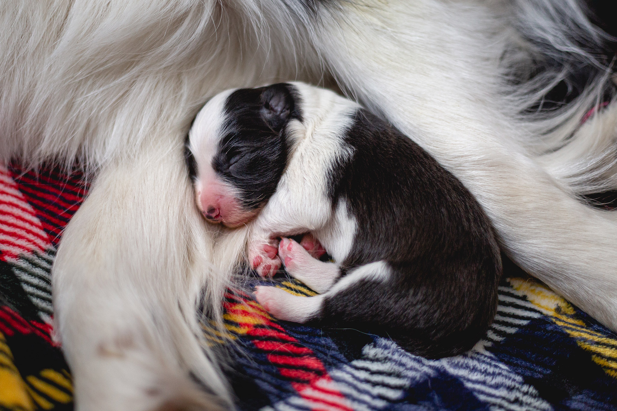 Border Collie Welpen, 2 Tage alt