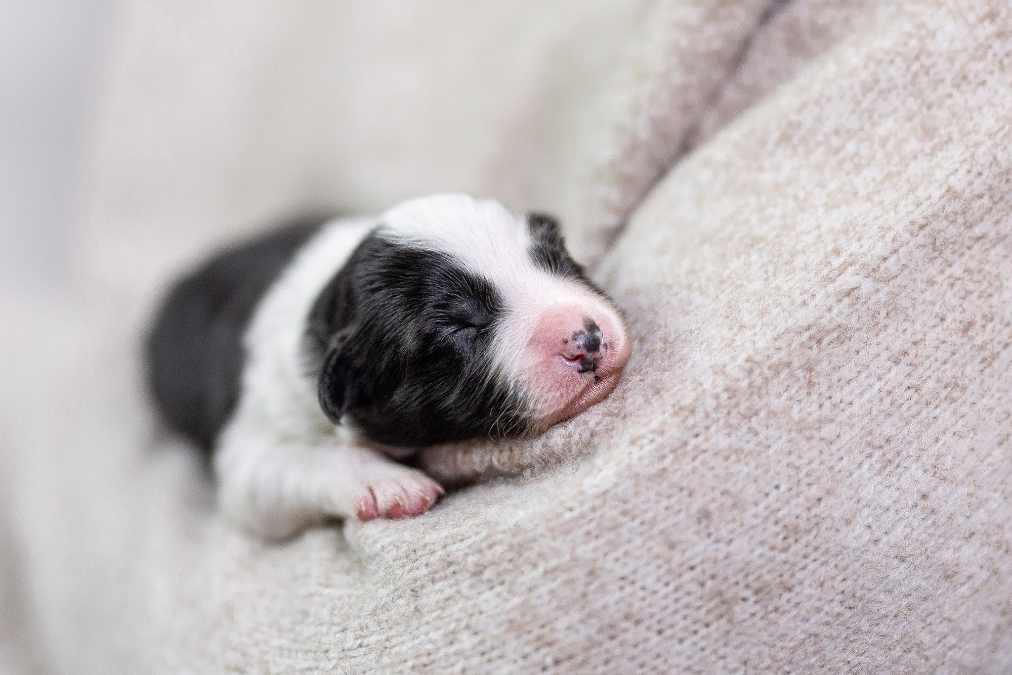 Border Collie Welpe, 7 Tage alt