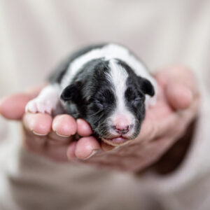 Border Collie Welpe, 7 Tage alt