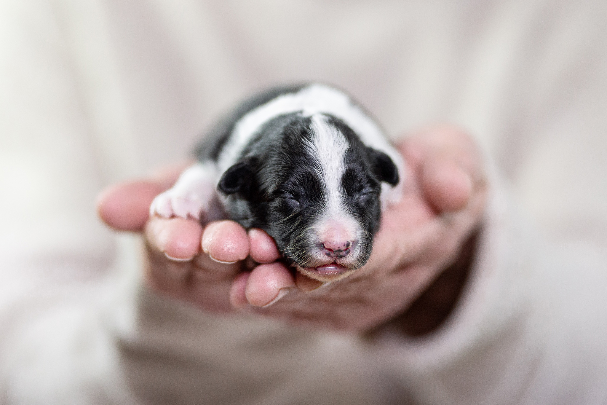 Border Collie Welpe, 7 Tage alt