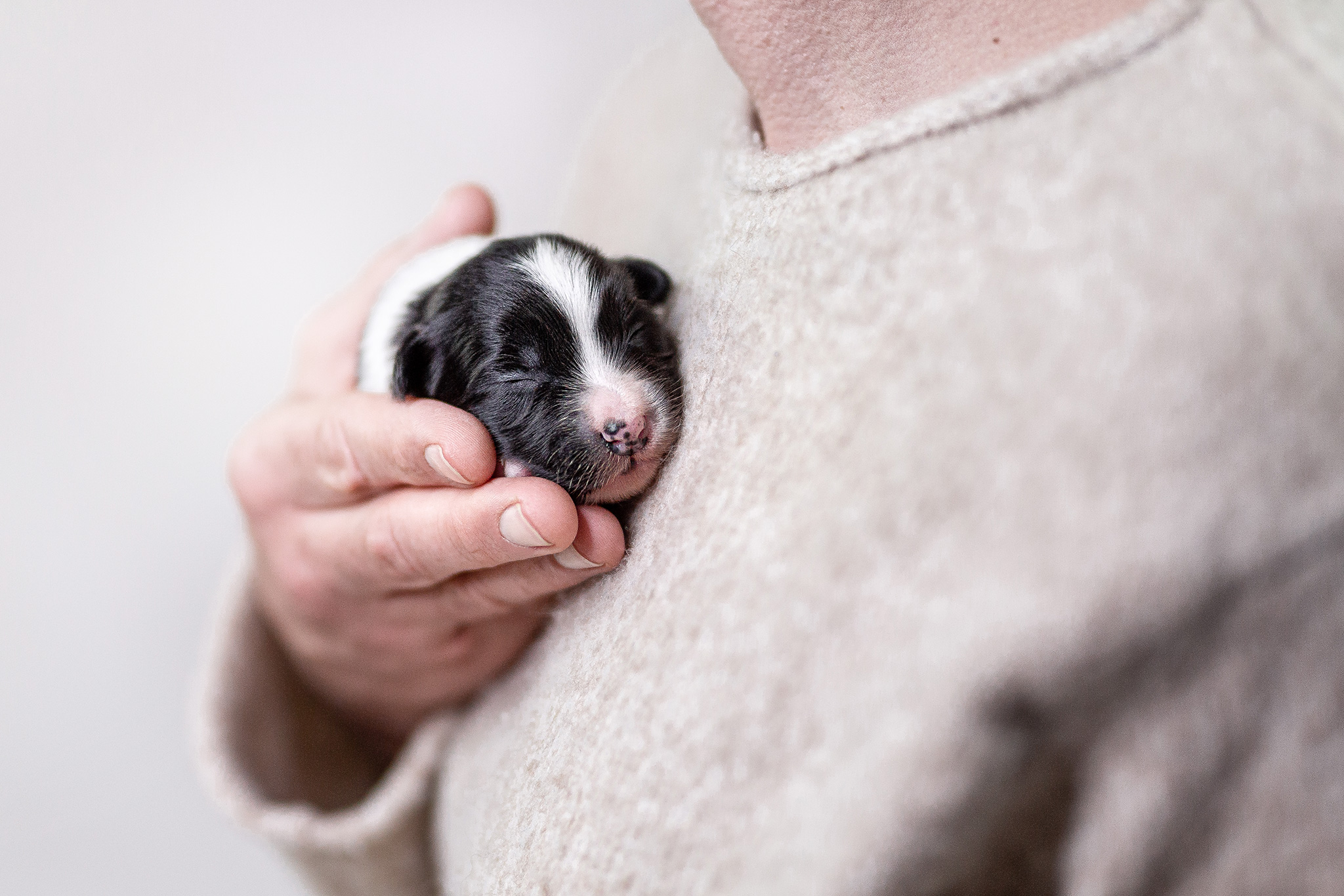 Border Collie Welpe, 7 Tage alt