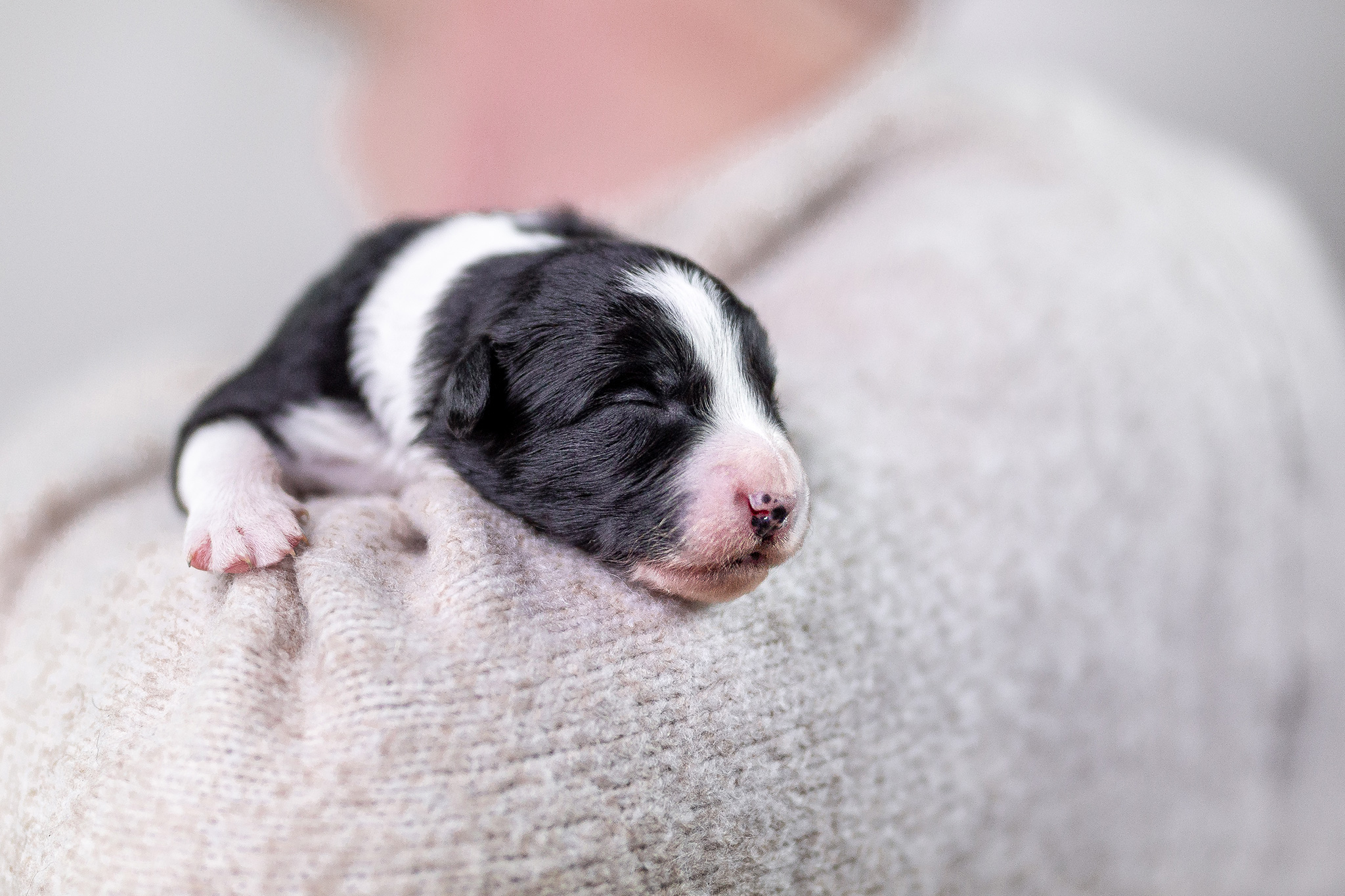 Border Collie Welpe, 7 Tage alt