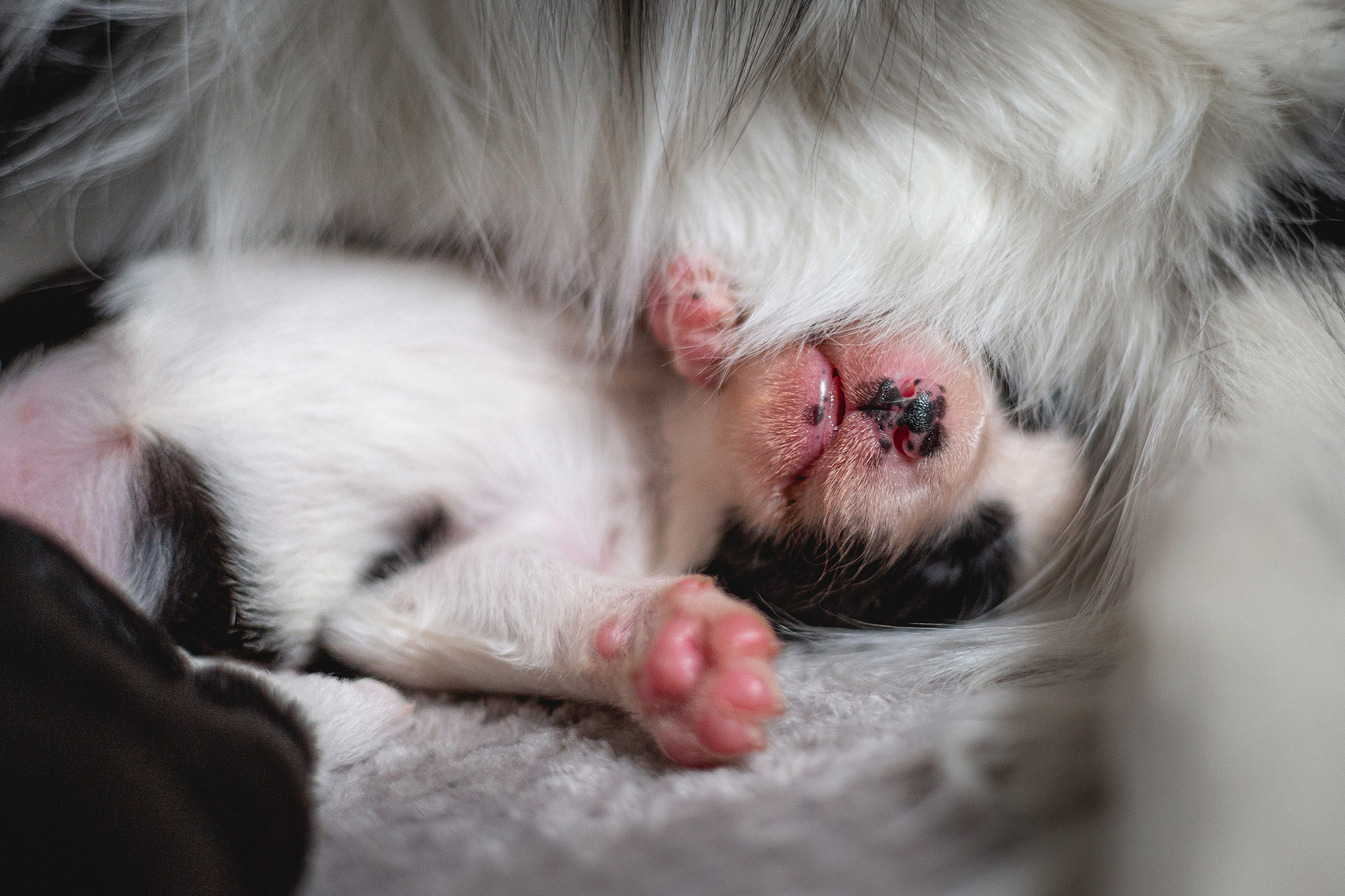 Border Collie Welpen, 2 Wochen alt