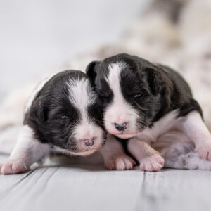 Zwei Wochen alte Border Collie Welpen