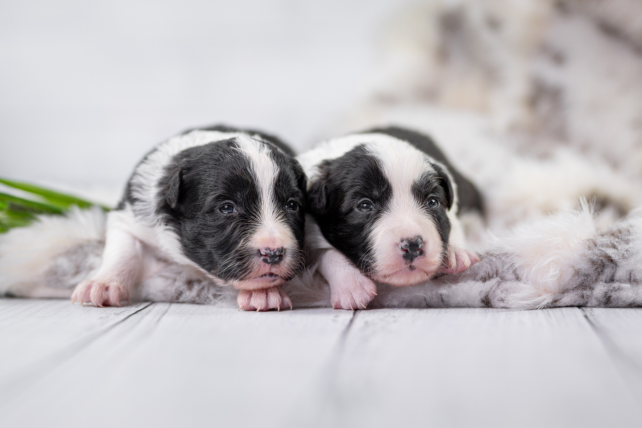 Zwei Wochen alte Border Collie Welpen