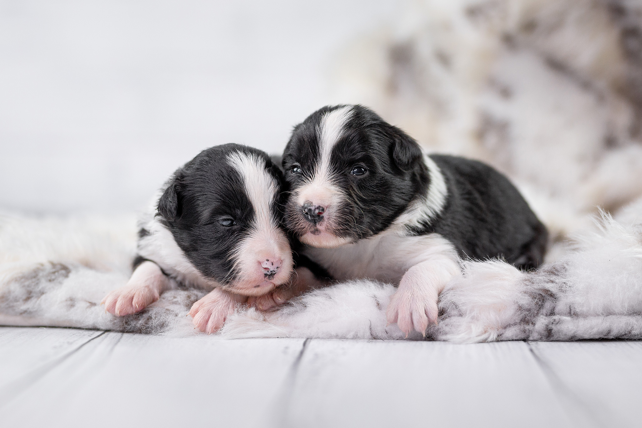 Zwei Wochen alte Border Collie Welpen