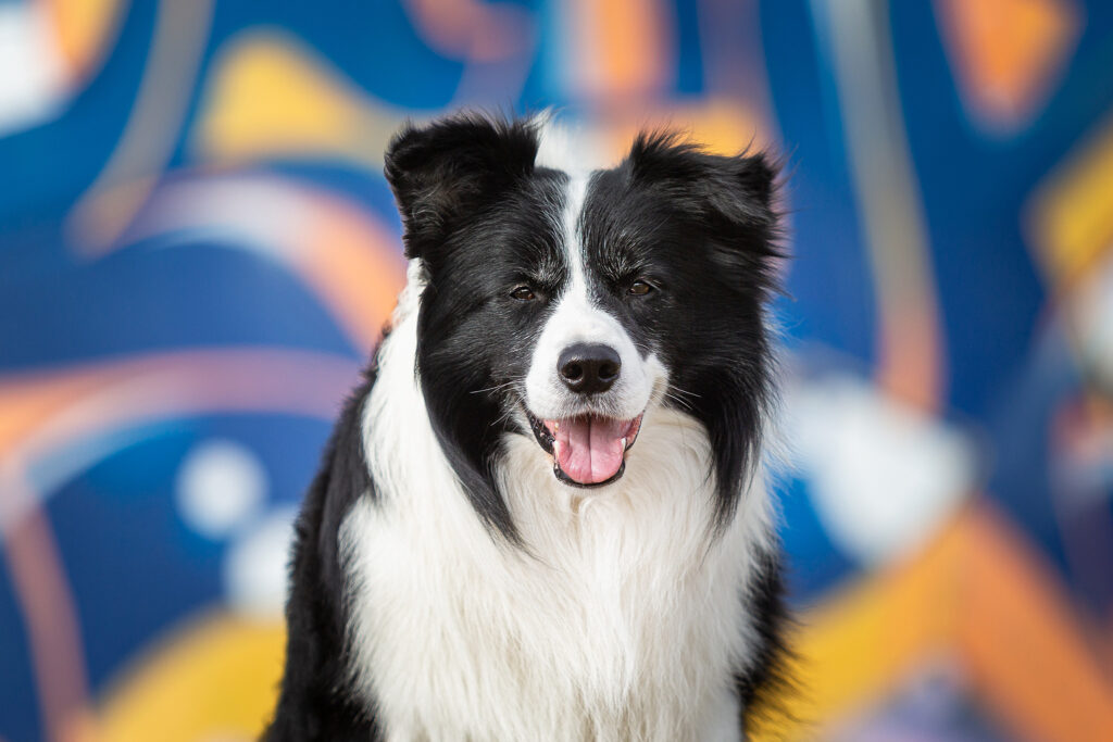 Border Collie Rüde, schwarz-weiß