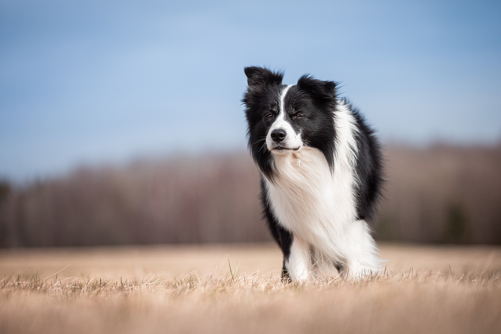 Border Collie Rüde, schwarz-weiß