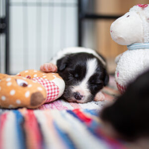 Drei Wochen alte Border Collie Welpen