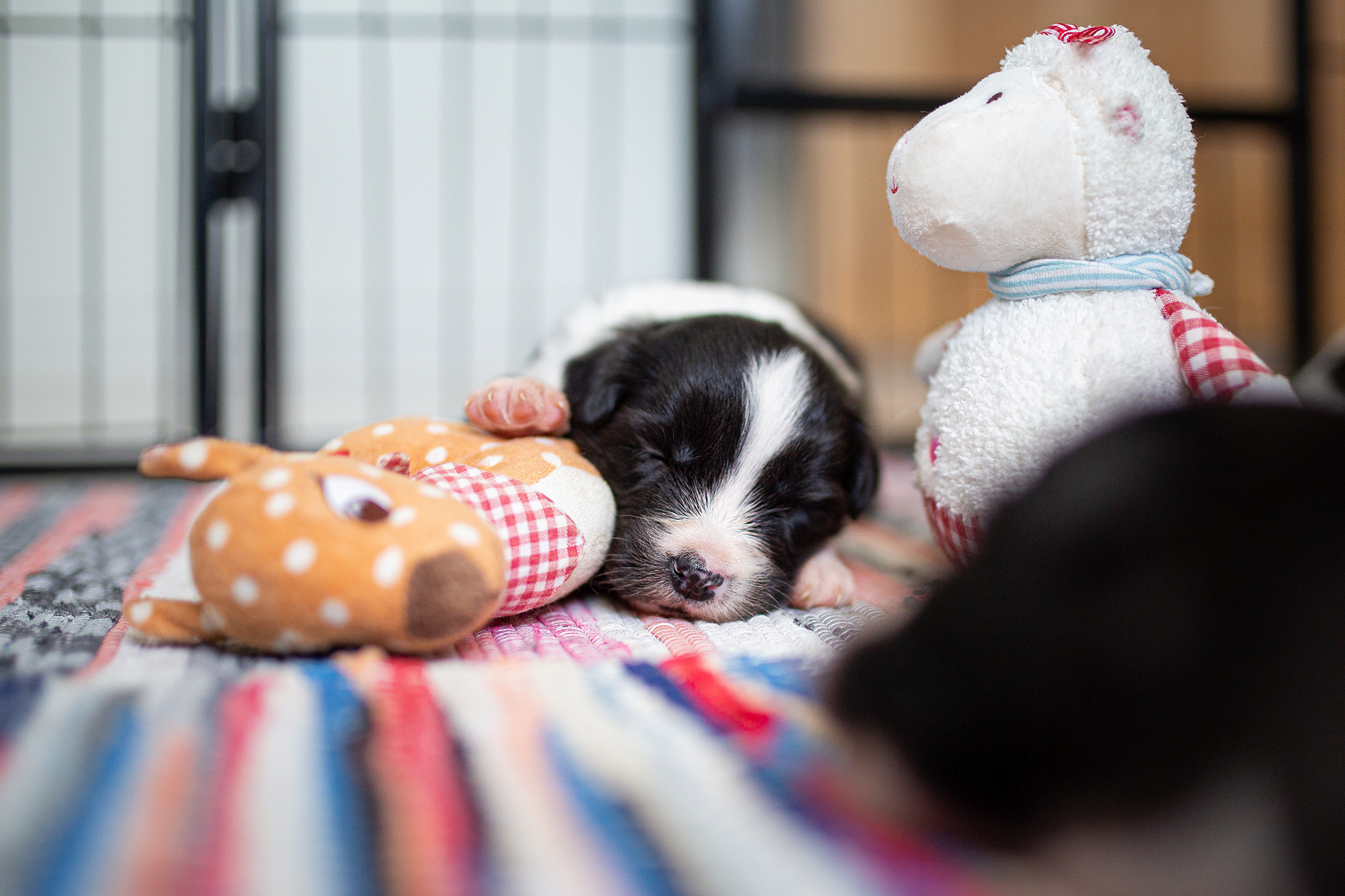 Drei Wochen alte Border Collie Welpen