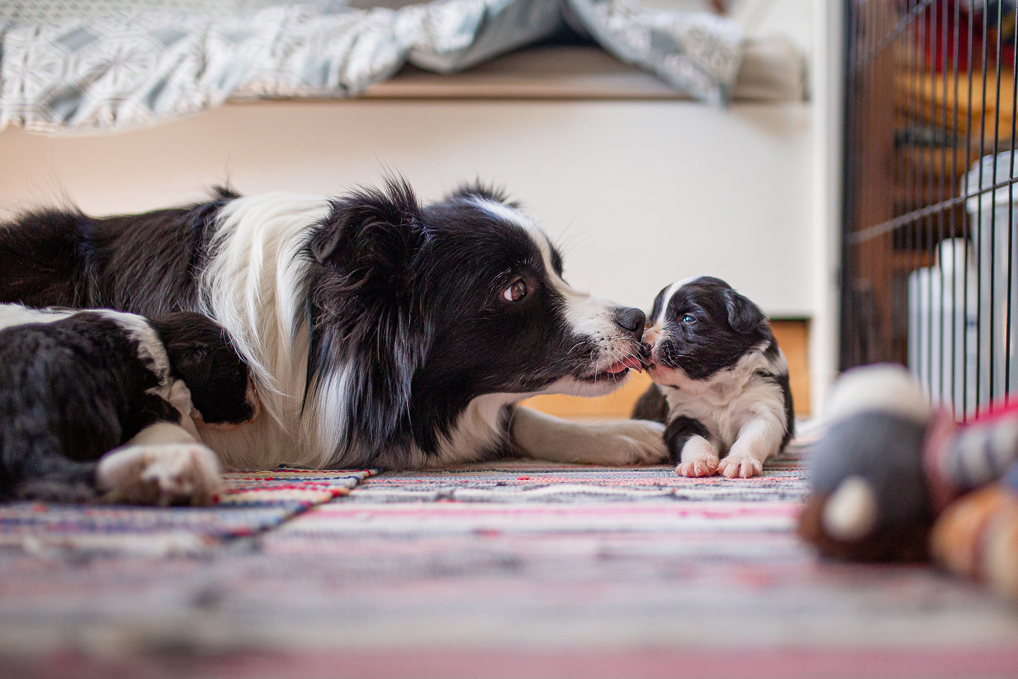 Drei Wochen alte Border Collie Welpen