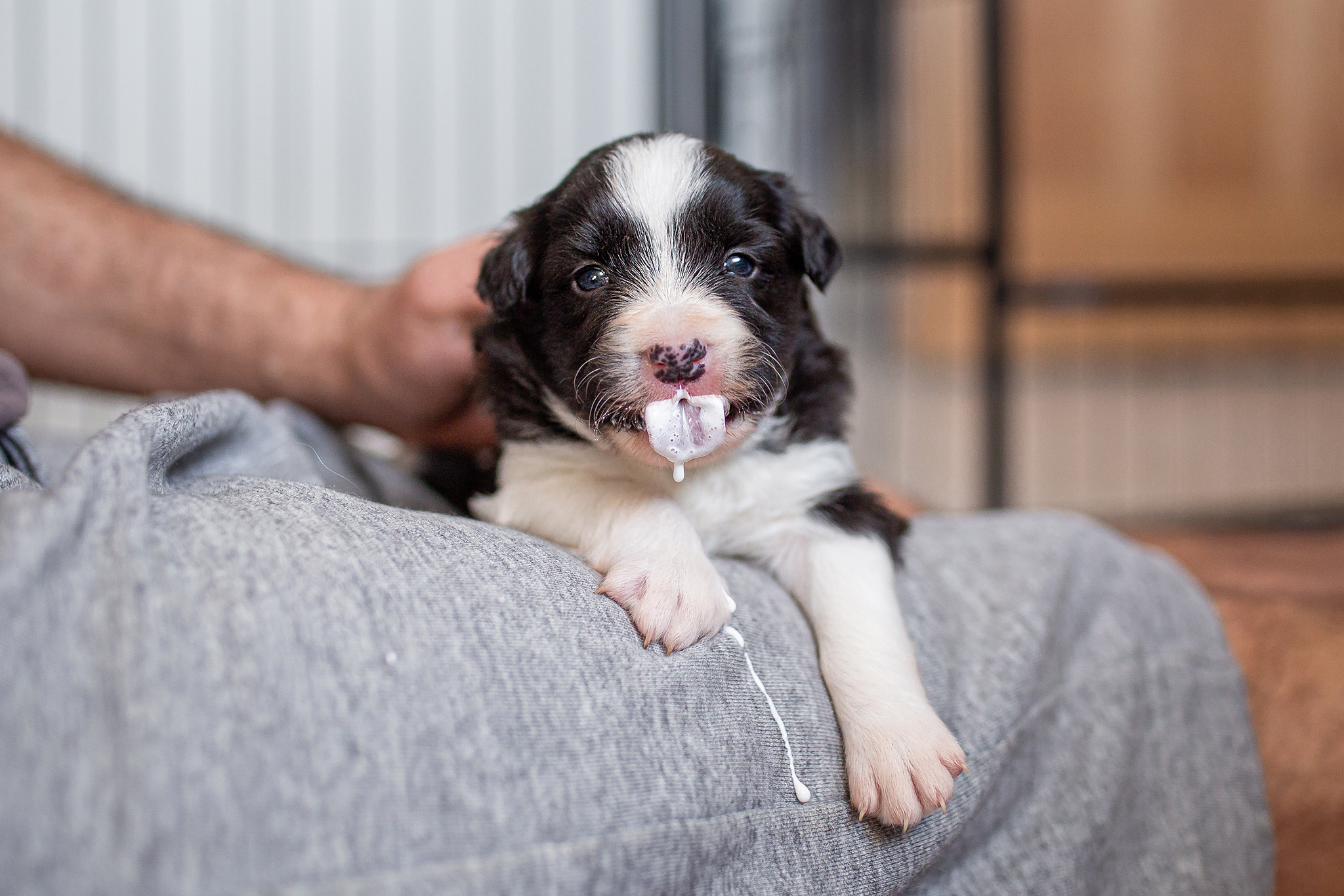 Drei Wochen alte Border Collie Welpen