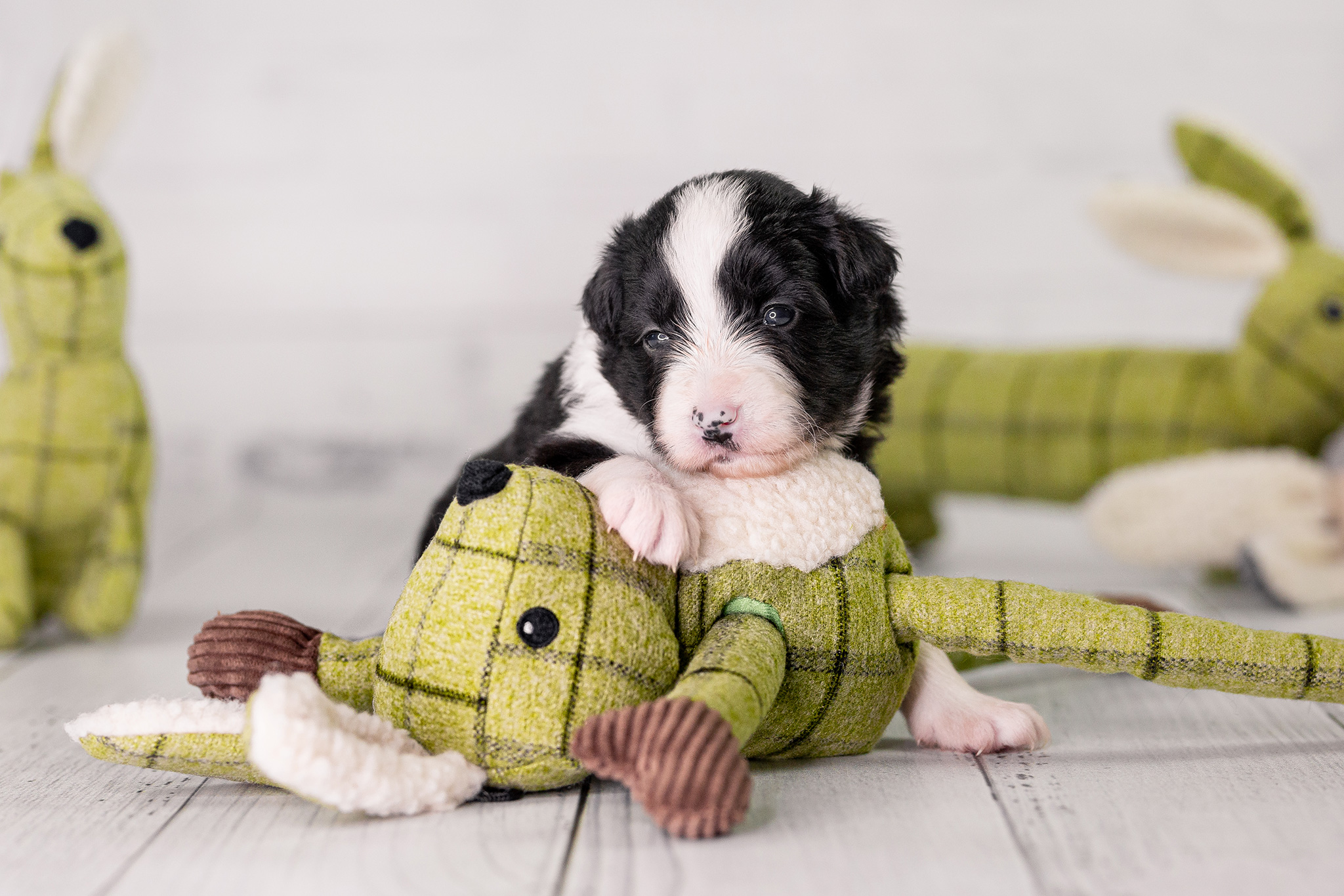 Border Collie Welpe mit Osterhase, drei Wochen alt