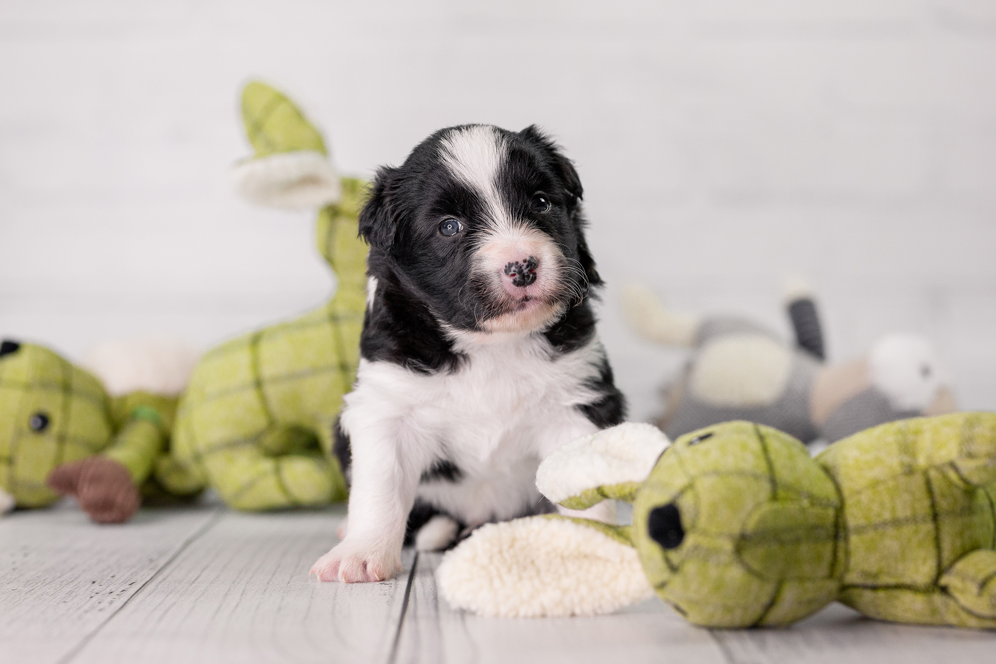 Border Collie Welpe mit Osterhase, drei Wochen alt