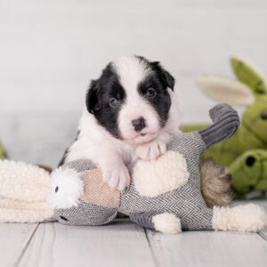 Border Collie Welpe mit Osterhase, drei Wochen alt