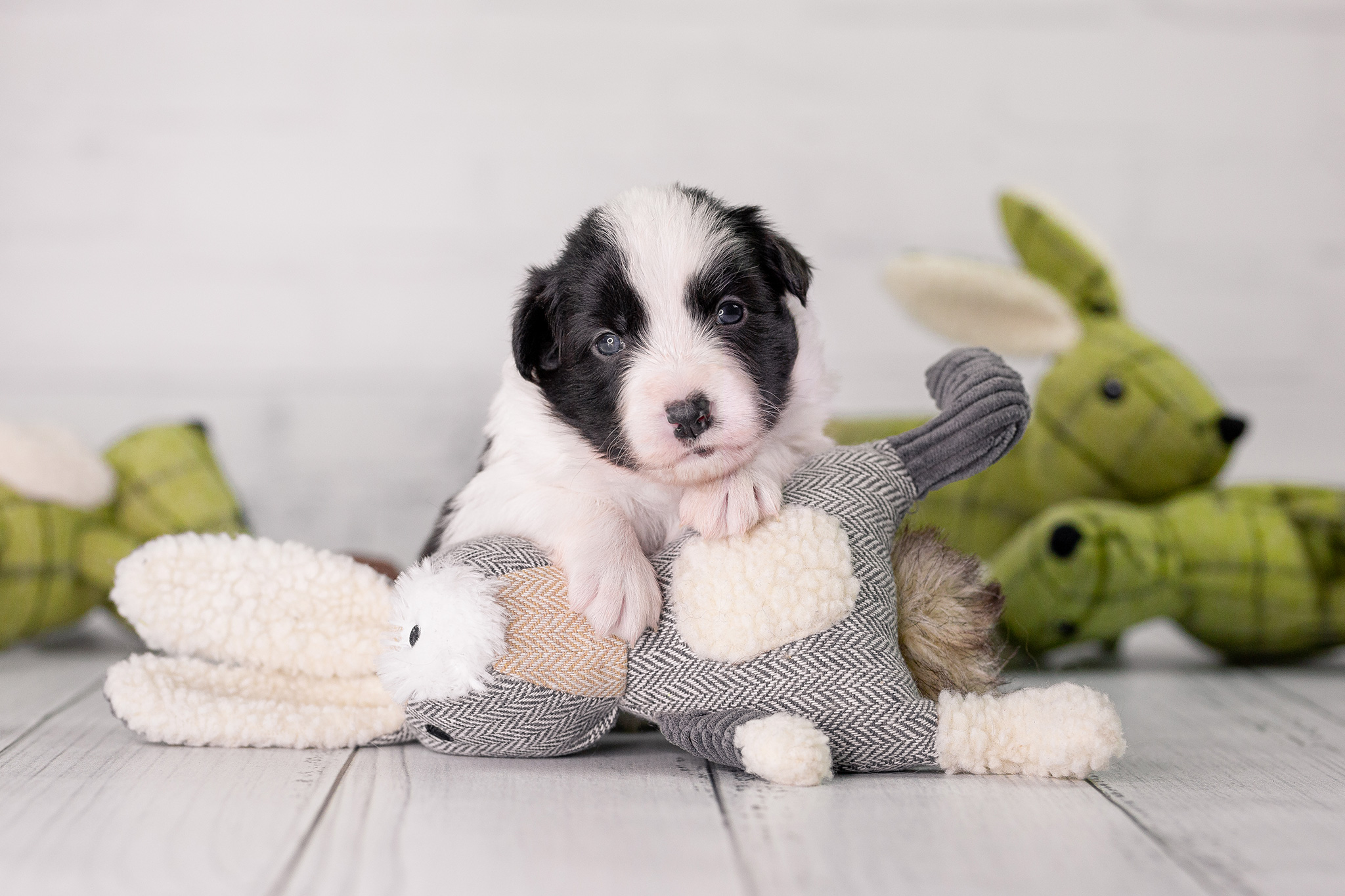 Border Collie Welpe mit Osterhase, drei Wochen alt