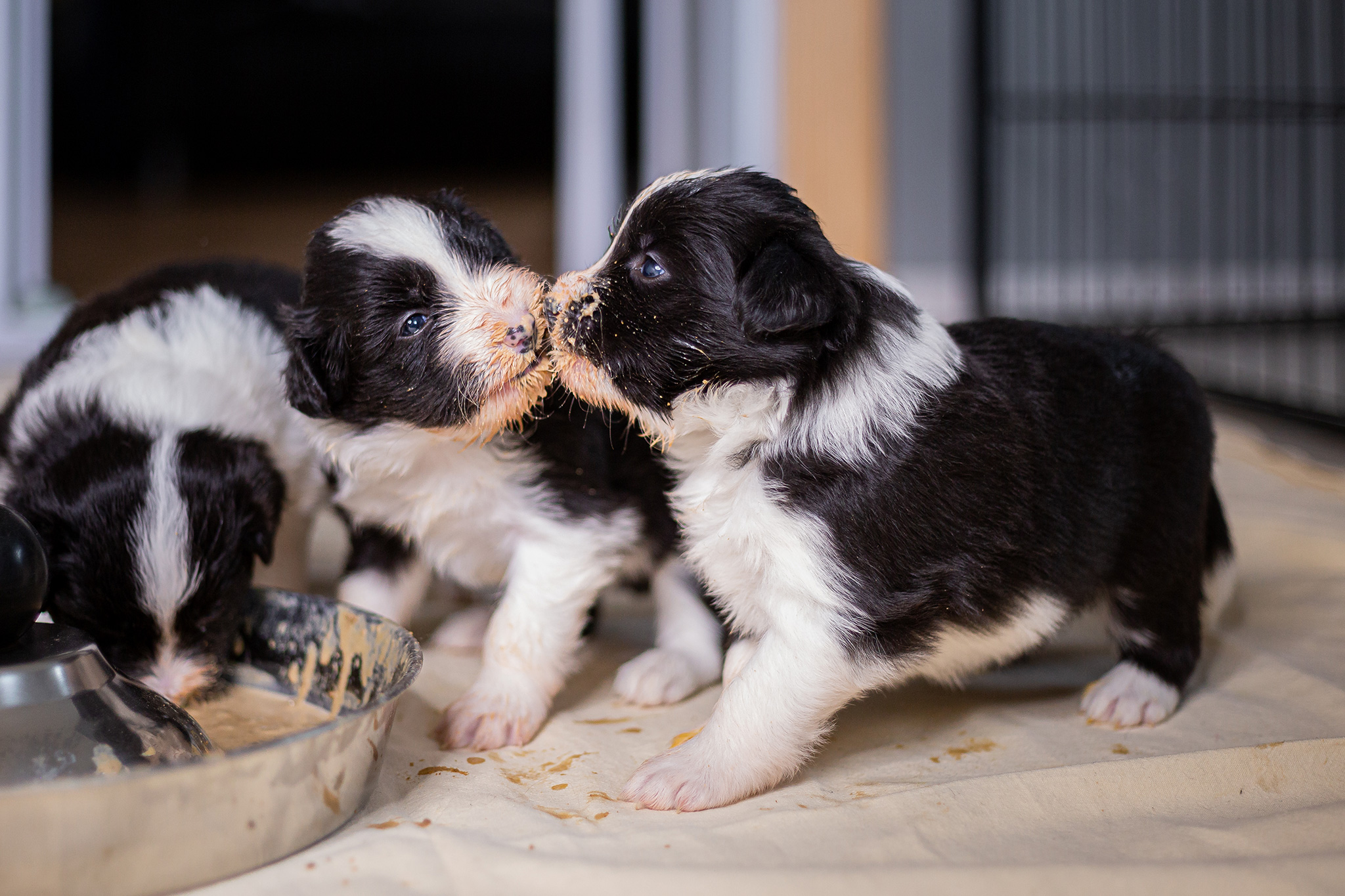 Erste Mahlzeit für Welpen, Border Collie Welpen