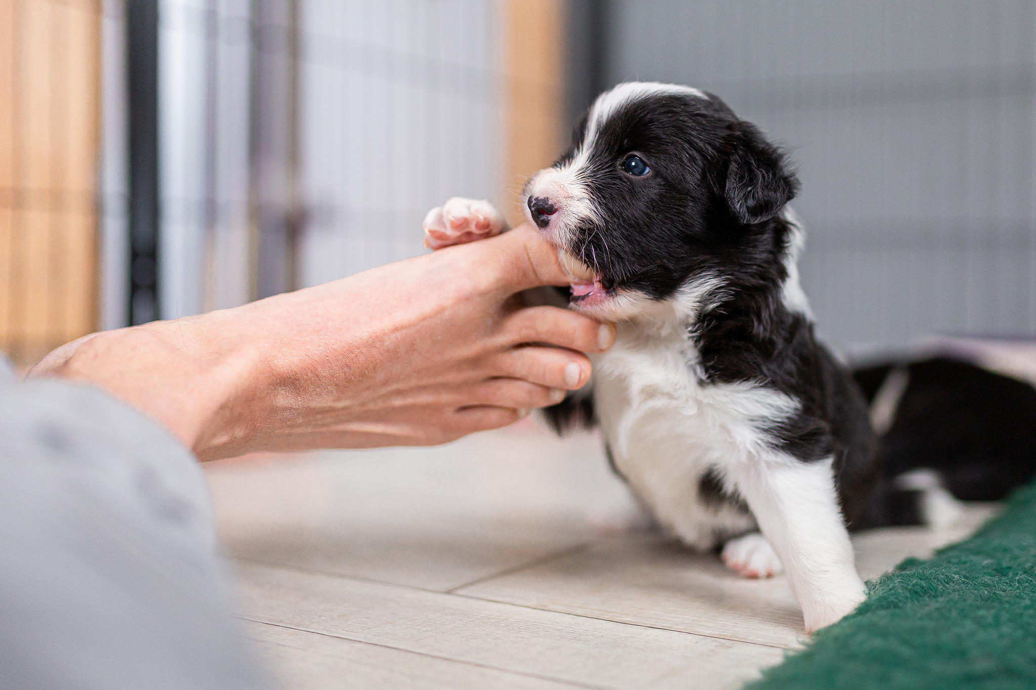 Border Collie Welpen