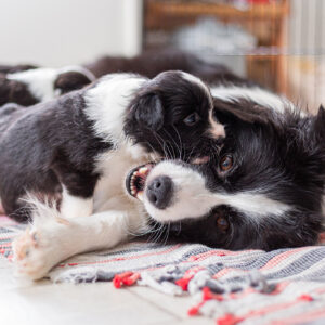 Border Collie Welpen mit Mutterhündin