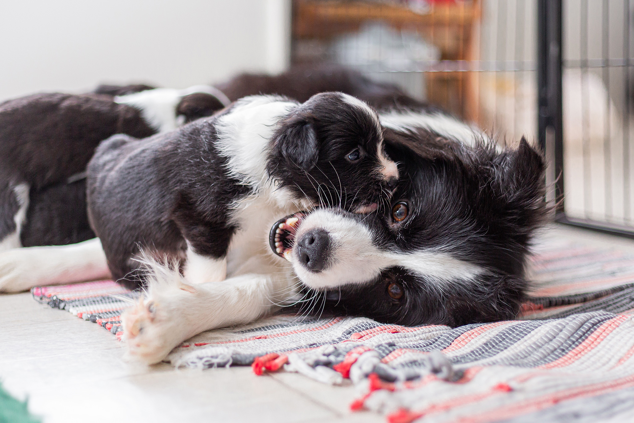 Border Collie Welpen mit Mutterhündin