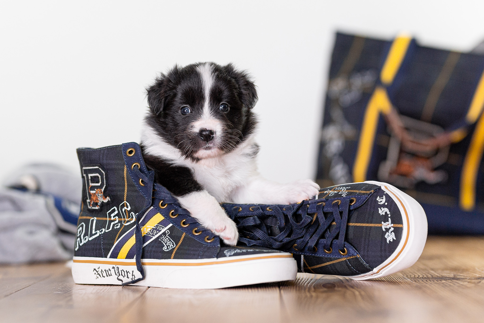 Border Collie Welpe mit Ralph Lauren Sneakers