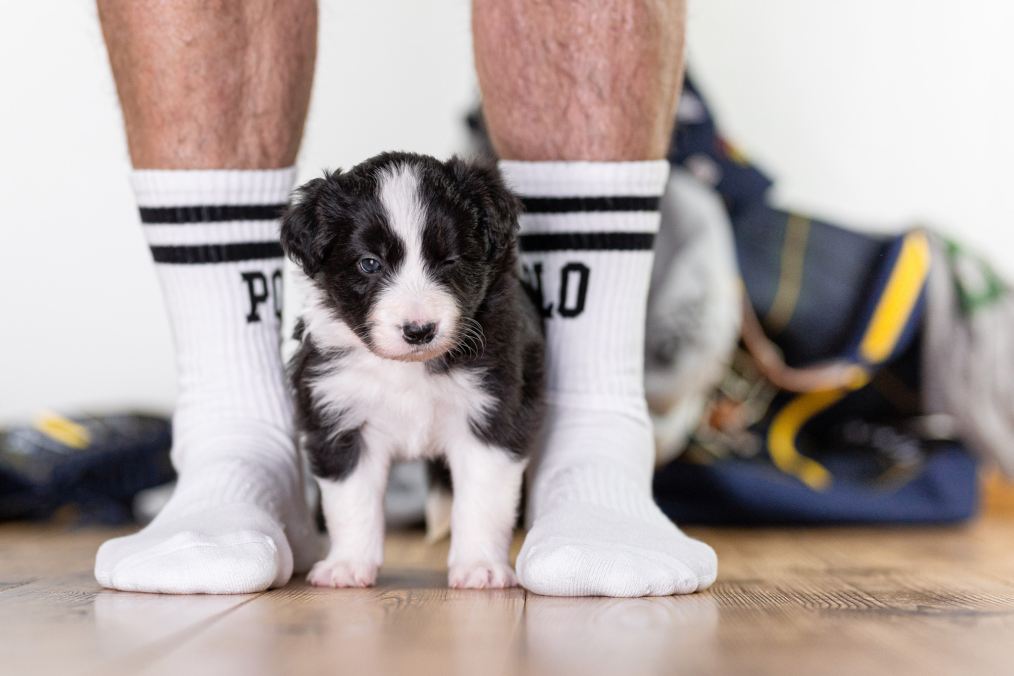 Border Collie Welpen, 4 Wochen alt