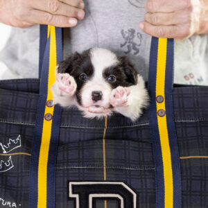 Border Collie Welpe in Polo Ralph Lauren Tasche